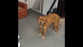 This Dog Is Terrible At Frisbee @weknowmemes