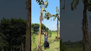 Banana Harvesting Ep-617