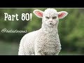 Hood Animal Voiceovers Part 80!