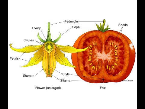 Video: Bob è il nome del frutto delle piante della famiglia delle leguminose e delle singole piante. La differenza tra fagioli e fagioli