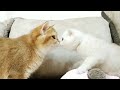 Kitty CoCo met her older sister. Soo Cute | British Shorthair