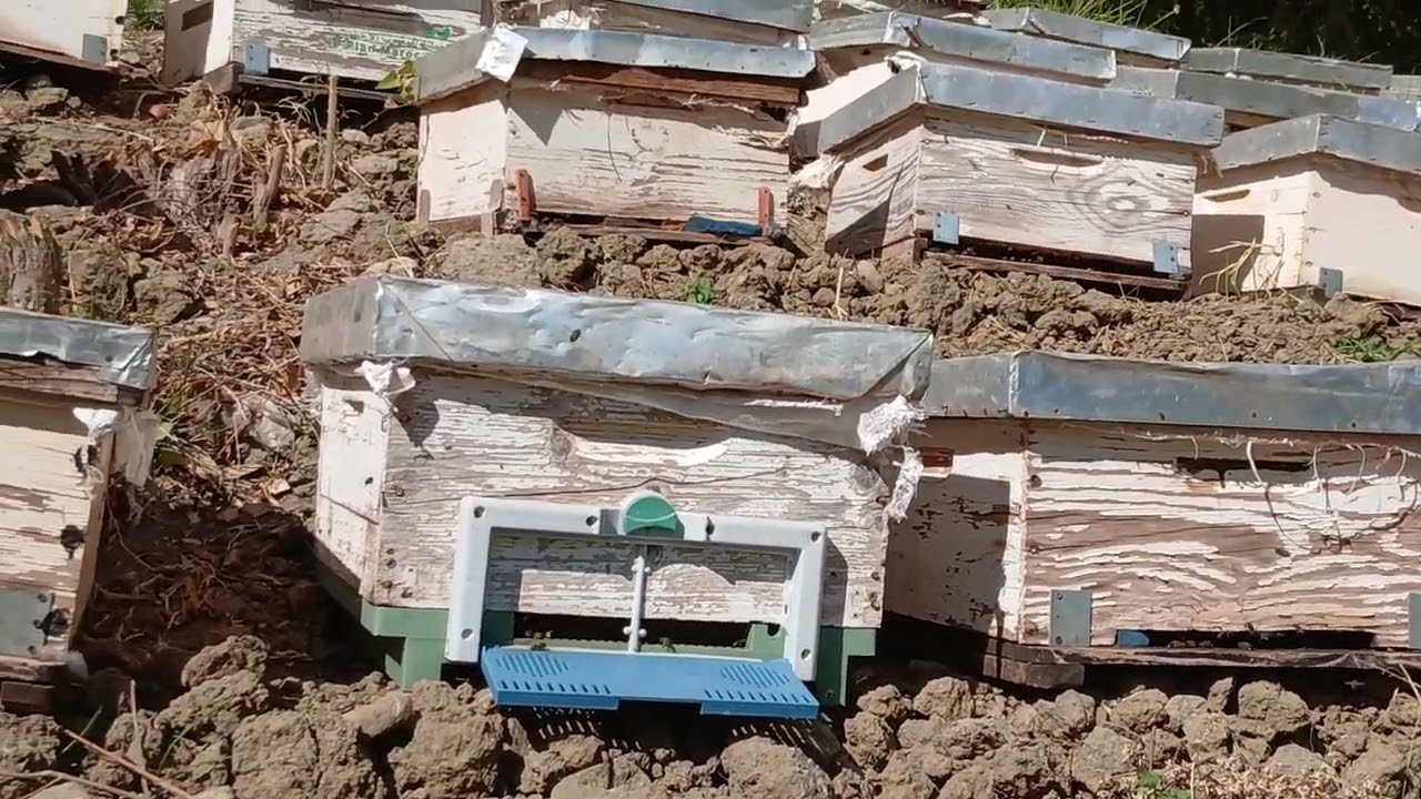 طريقة لتبيض الملكة اذا توفر العسل وحبوب اللقاح.تربية النحل للمبتدئين 30/10/25