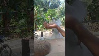 Pagka wala sa aming ibon 