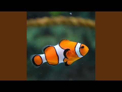 Find Nemo X Musa Solo Edition 