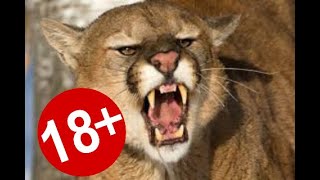 Mountain lion attacks a man in Utah to protect a baby scary moment watch until the end!!