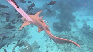 Дайв с Акулами на Мальдивах почти не страшно /Diving with Sharks in the Maldives is almost not scary