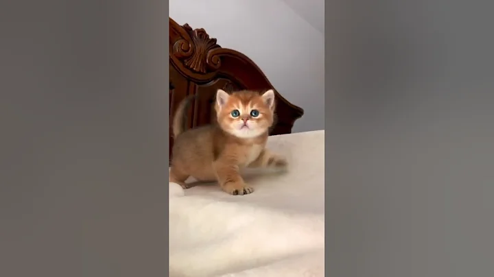 Watch the video about Lionsheart British Shorthair Golden Chinchilla.The Cheshire Cat, Our Golden Boy Lionsheart Albert.