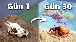 30 Gün Boyunca Bir Plajı Simüle Etmek