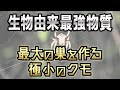 【生物界 最強物質の糸】ダーウィンズ・バーク・スパイダー クモ界最大の巣を作る #shorts ランキング 豆知識