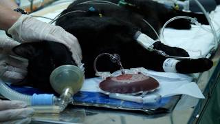 Projeto Pet Sangue Bom - Acontece a UFRGS