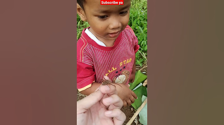 Tuan Faruq Digigit Laba Laba #shorts #suasanapedesaan #anakdesa #spiderman #labalaba #hewanlucu