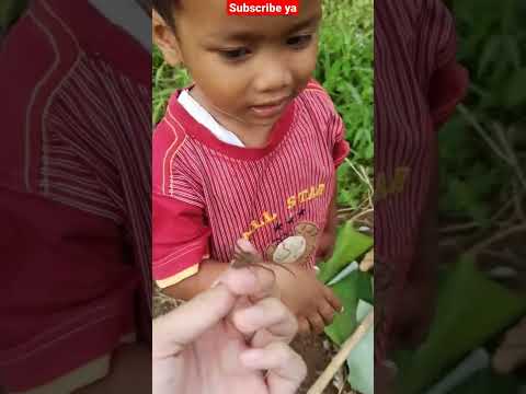 Video: Apakah laba-laba taman menggigit?