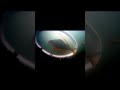 Okoń przeglądający się w lustrze#shorts #shortvideo  #fishing #rybki #carpfishing #rybolov