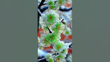 Thumbnail of Apricot Green Flowers: The Most Unusual Plants