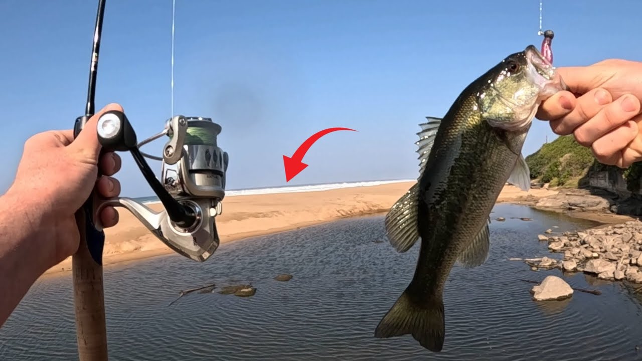 catching largemouth bass next to the ocean (in South Africa 🇿🇦)￼