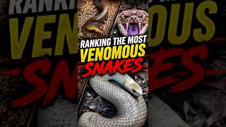 TOP 5 DEADLIEST SNAKES EVER 😨