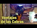 LAS CABRAS Y SUS VENTAJAS