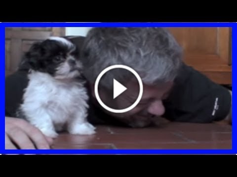 Bekanntschaften mit hund