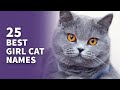 25 best girl cat names awesome female cat ideas