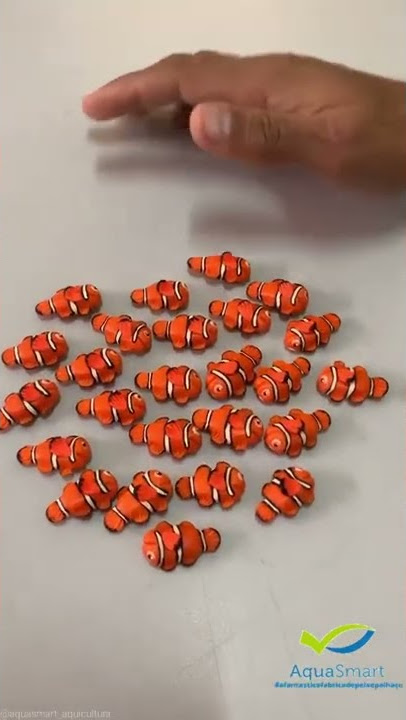 Nemo fish Ocellaris Clownfish or False Percula Clownfish #nemofish #shorts ##fishtank