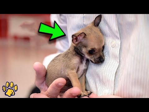 Video: Hvorfor ville en hund tygge en anden hundepisk?