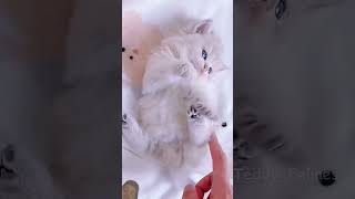 Cat Billi #cat #billi