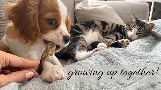 DOG AND CAT GROWING UP TOGETHER!! *adorable!* by Sawyer's Wonderful Life 2,663 views 2 years ago 6 minutes, 35 seconds