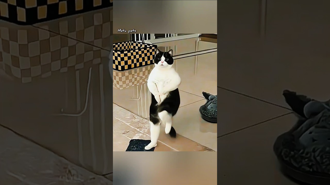 🐈‍⬛Disco Cat Brings The Groove 😄 