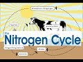 Understanding the Nitrogen Cycle