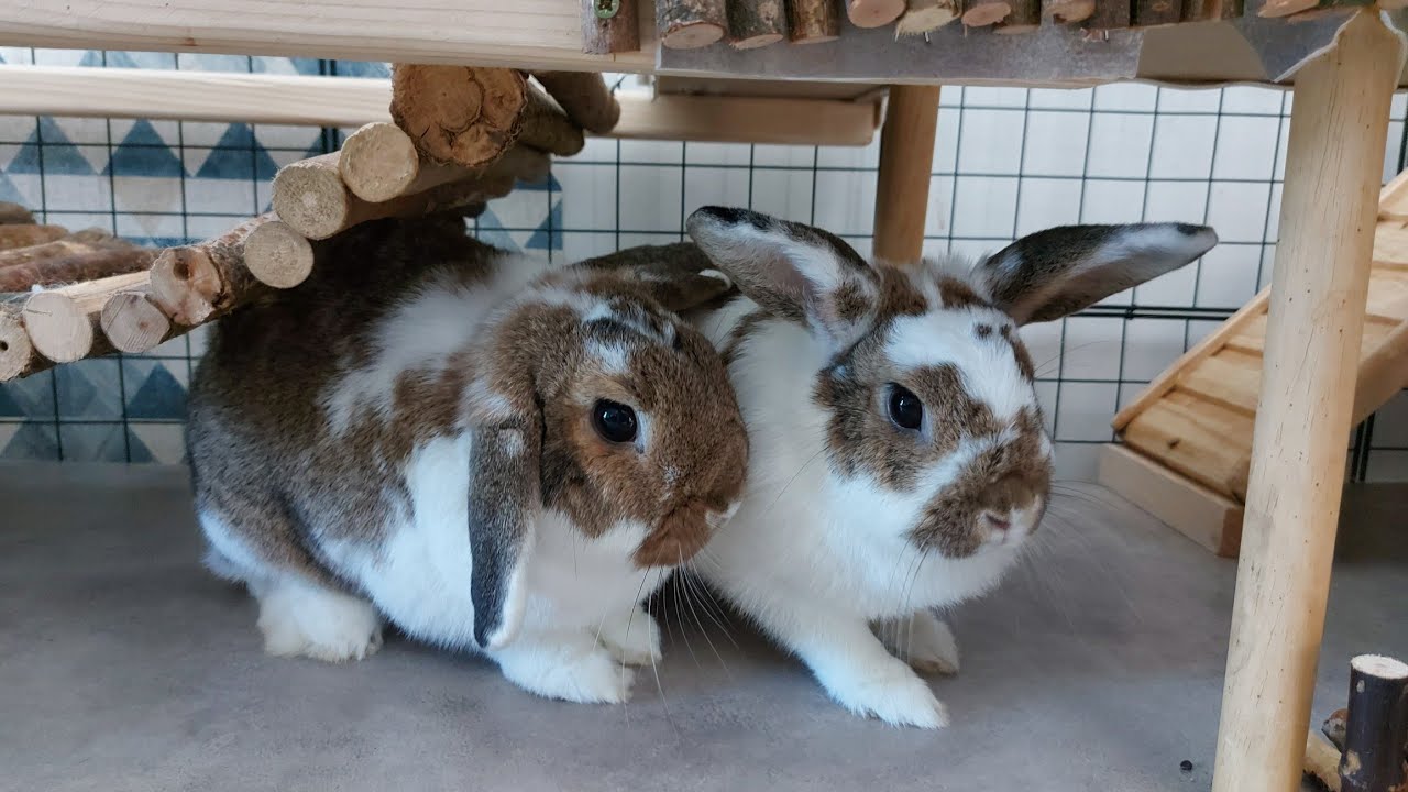 La nouvelle cage de mes lapins !