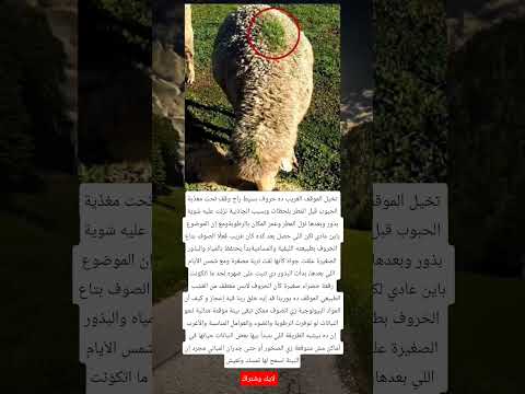 تخيل الموقف الغريب ده خروف بسيط راح وقف تحت مغذ ية الحبوب قبل المطر بلحظات وبسبب الجاذبية نزلت عليه