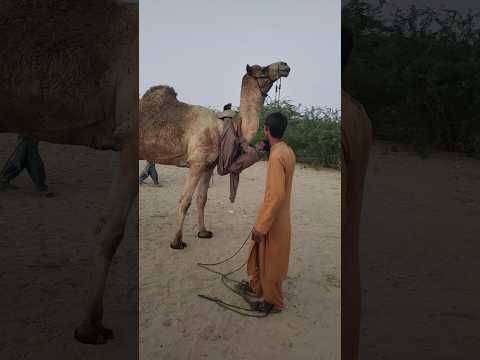 طفل صغير وعنق الجمل مشهد يهز القلوب من صحراء ثر