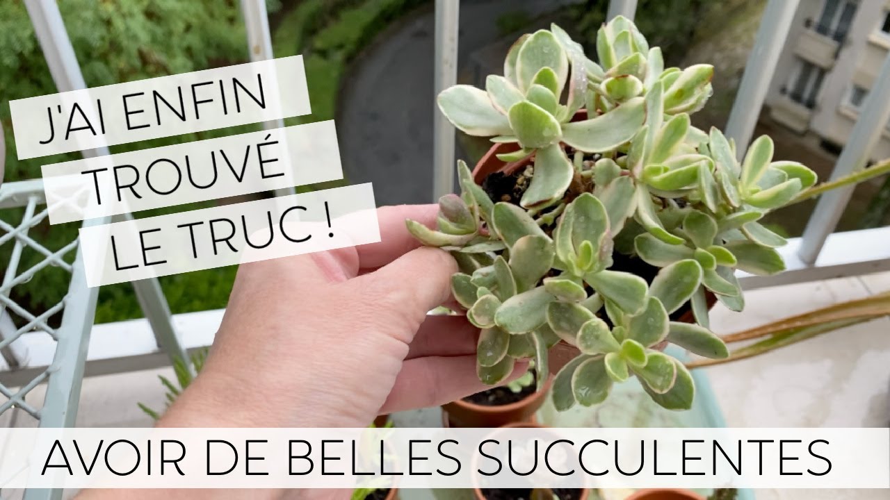 SUCCULENT TOUR  MES PLANTES SUCCULENTES VONT ÊTRE PLUS BELLES QUE