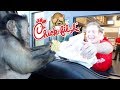Monkey Visits Chick-Fil-A Drive Thru For Lunch!