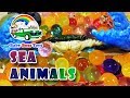 Sea Animals. Морские Животные.