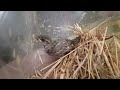 Gorrión caído del nido (Día 7)