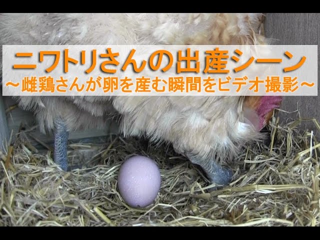 ニワトリさんの出産シーン 雌鶏さんが卵を産む瞬間をビデオ撮影 Youtube