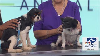 Clear the Shelters - Meet Guidry and Eloise from Dante's Hope