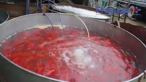 Chợ cá lớn nhất Hà Nội nhộn nhịp phục vụ Tết ông Công ông Táo