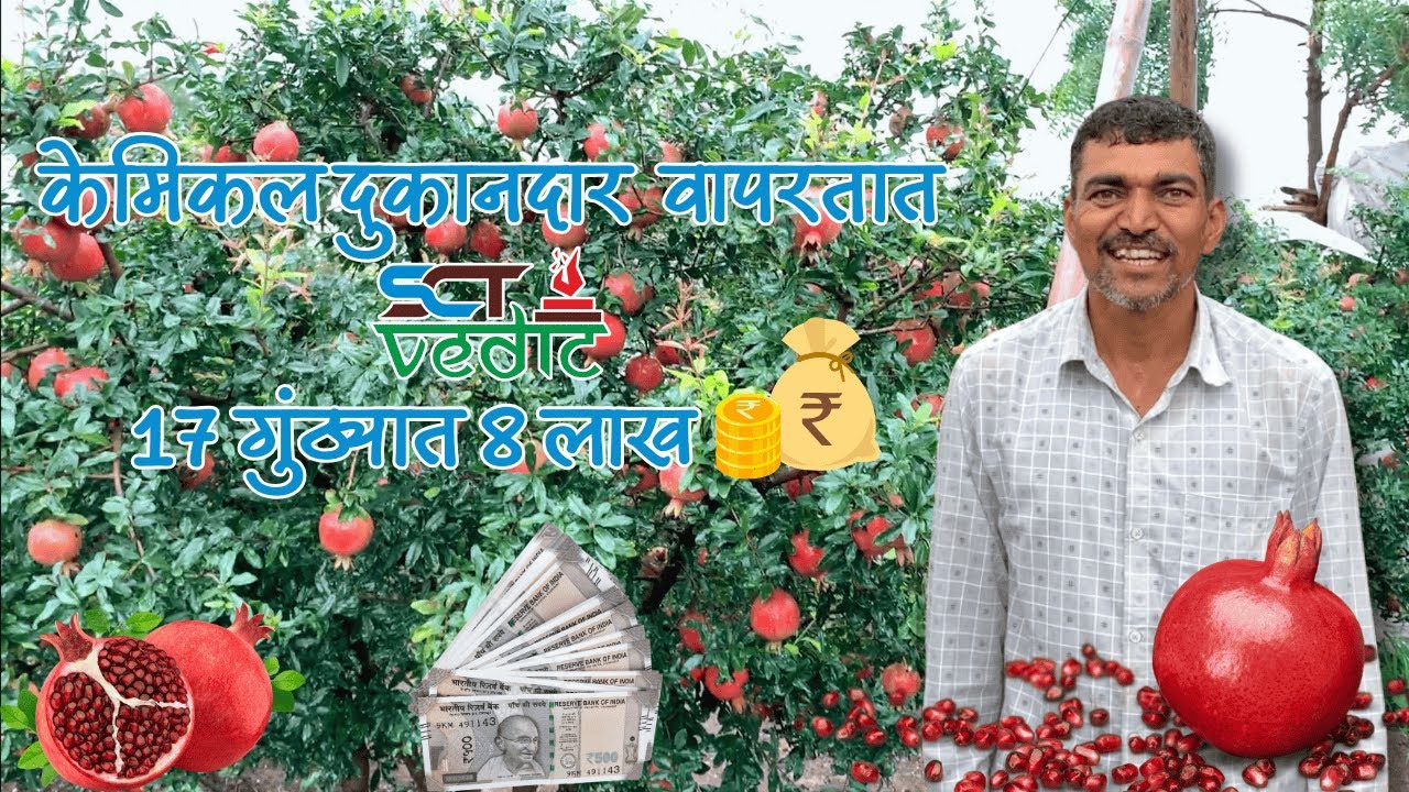 SCT वैदिक डाळिंब केमिकल दुकानदार असून वापरतात SCT वैदिक💪17 गुंठ्यात 8 लाख 🤑 तेल्याच 1 फळही नाही👆