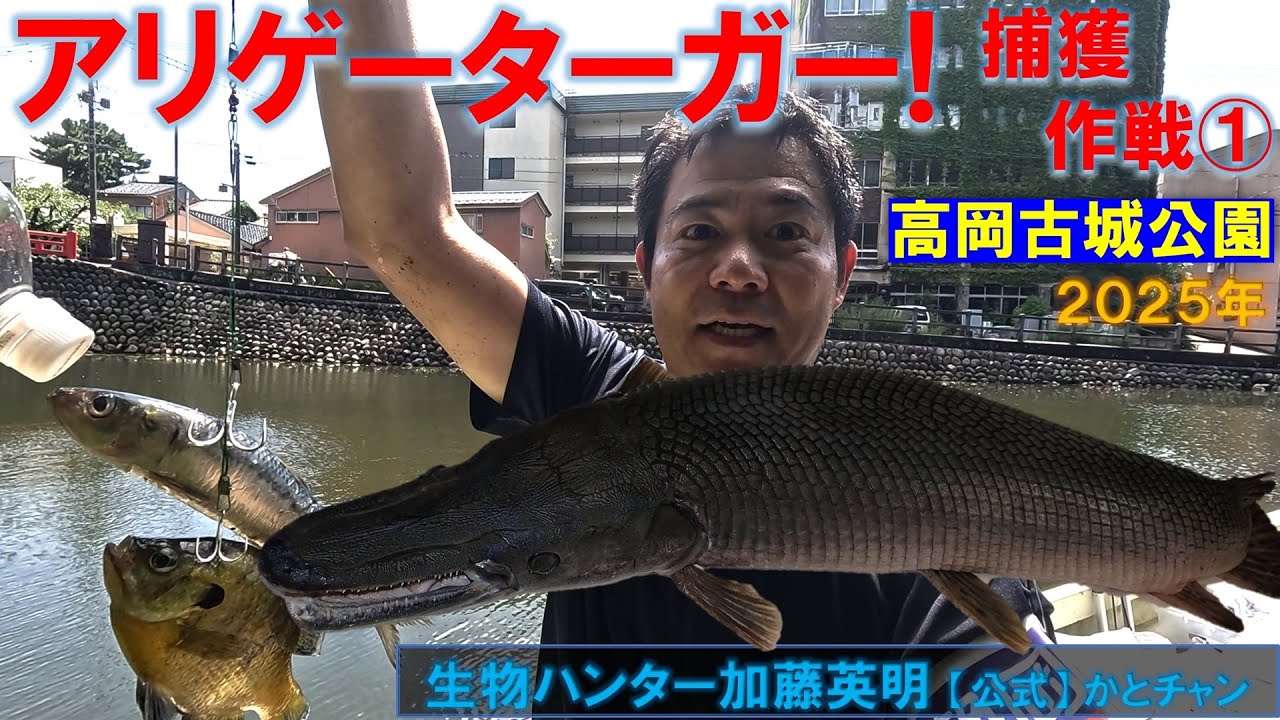 アリゲーターガー出現！捕獲作戦 in 富山県高岡市高岡古城公園！Alligator gar, Atractosteus spatula 生物ハンター加藤英明【公式】かとチャン