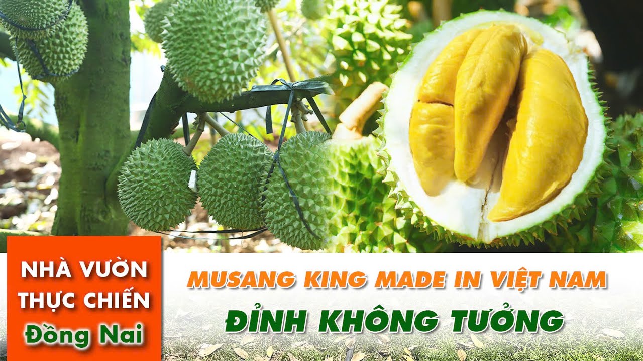 Musang King Made in Việt Nam, Thơm, Béo,Ngon không kém Malaysia - Vườn chị Thơ Núi Cúi Đồng Nai