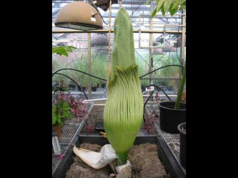 Corpse Flower