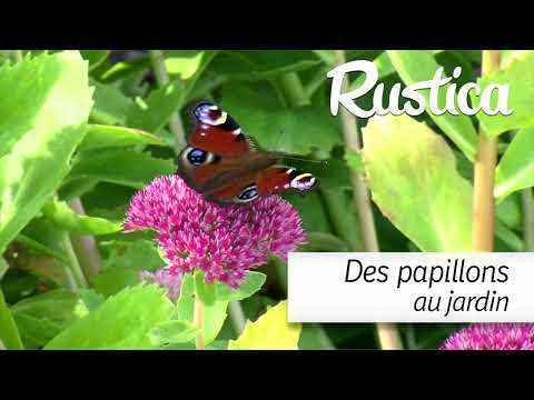 Vidéo: Obtenir des papillons dans le jardin - Attirer des papillons avec des plantes Lantana