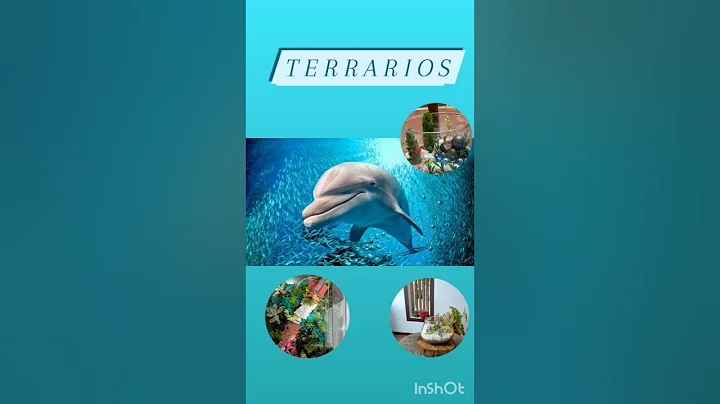 Grupo "Los delfines"