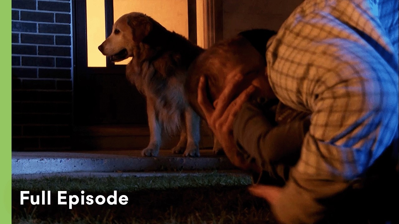 Loyal Labrador Saves Family From House Fire | Pet Heroes S1 - YouTube