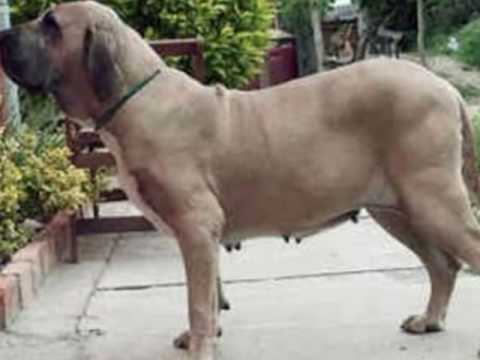 Fila Brasileiro / Brazilian Mastiff