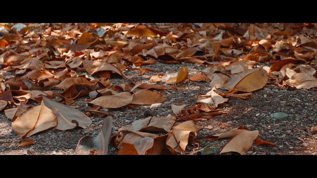 Arboretum | Great Joy 50mm T2.9 1.8x Anamorphic Lens