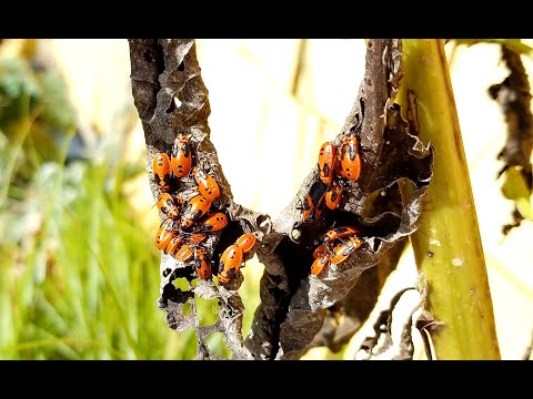 Video: Varför är milkweed dåligt?