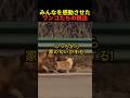 みんなを感動させたワンコたちの脱出